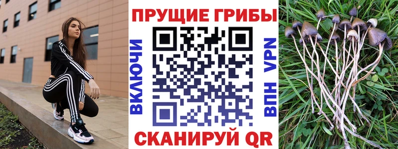 OMG   дарк нет состав  Псилоцибиновые грибы Psilocybe  Белореченск 